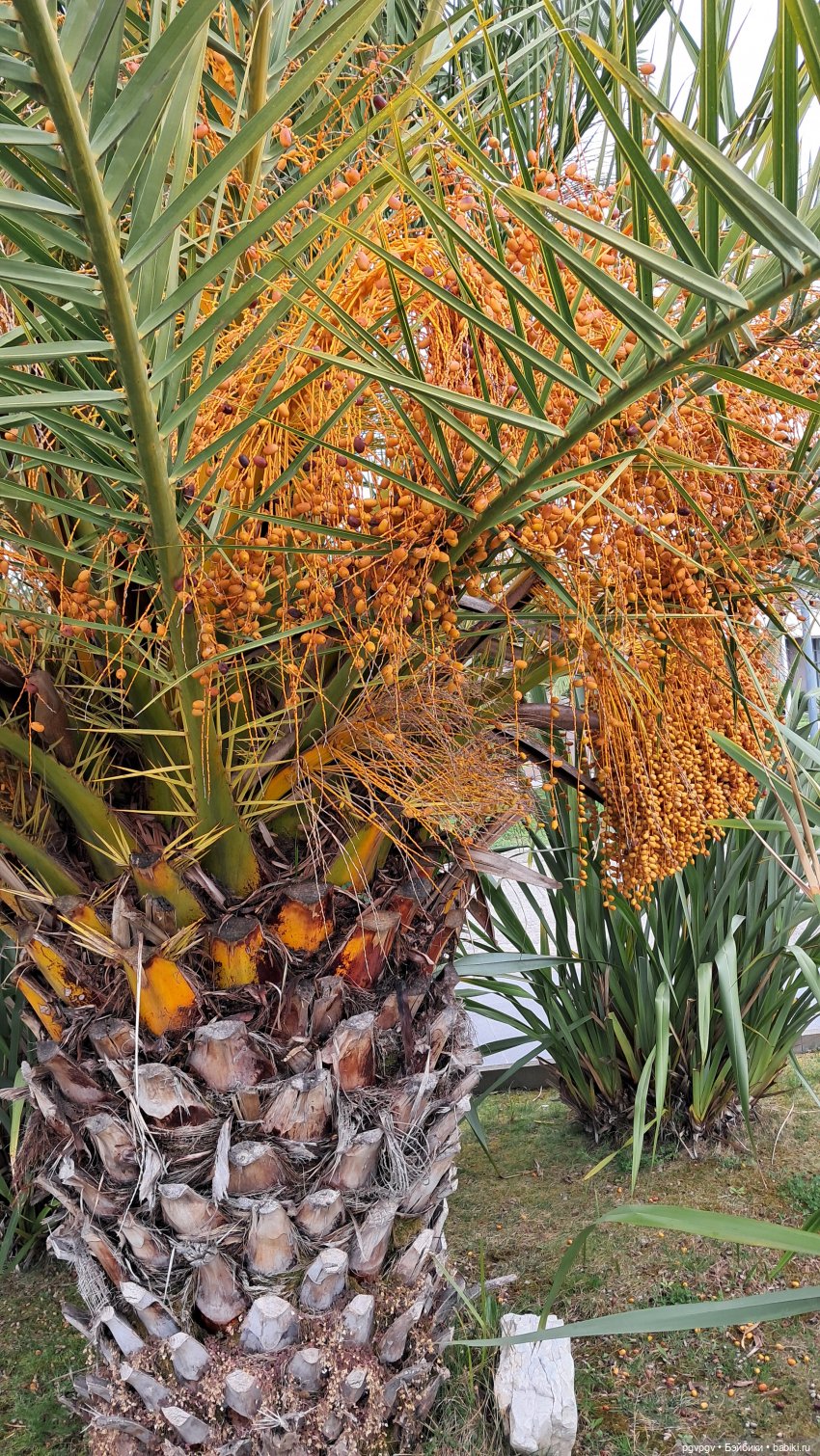 Природа Сочи в марте — Туризм и путешествия: фотоотчеты из поездок