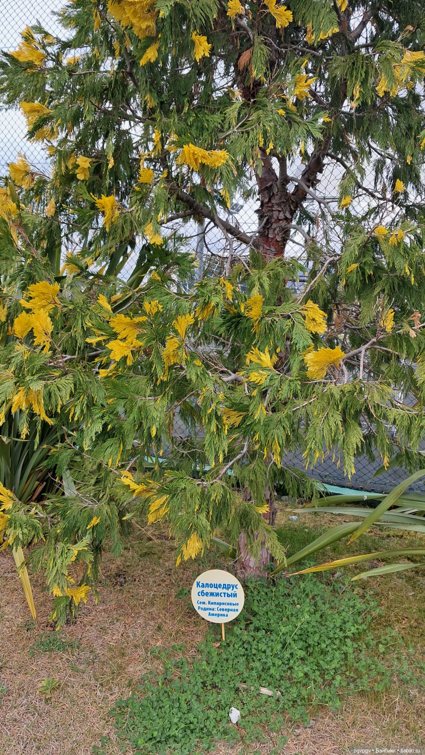 Природа Сочи в марте — Туризм и путешествия: фотоотчеты из поездок (фото 6)