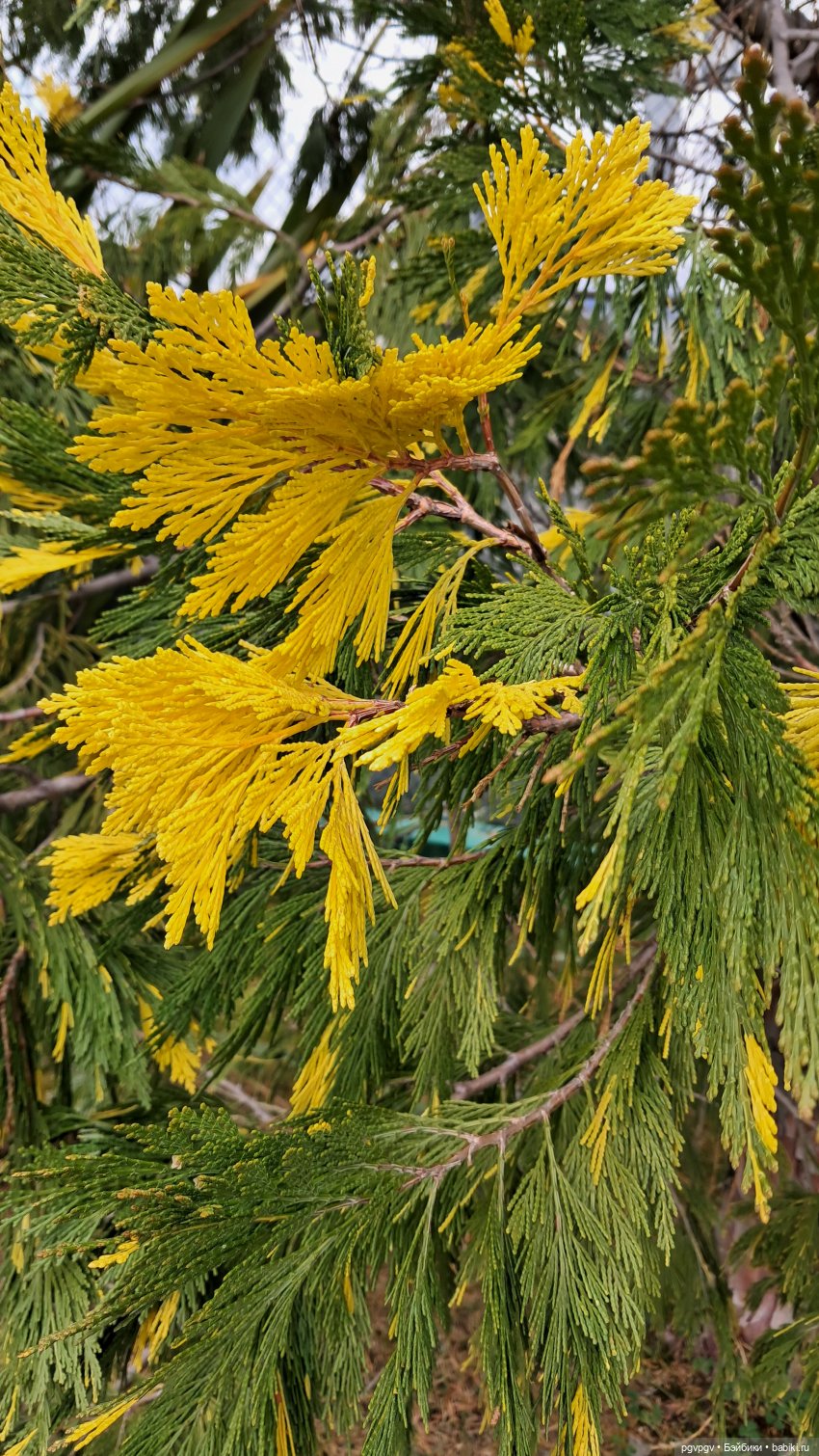 Природа Сочи в марте — Туризм и путешествия: фотоотчеты из поездок (фото 5)