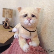 кот Персик кот Персик