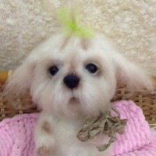 щенок болонки щенок болонки