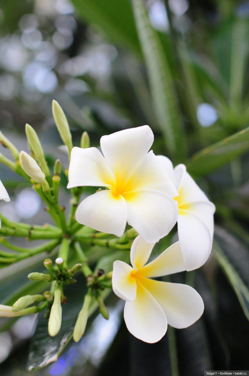 Holala Peter в Тайланде — Куклы Holala (Холала) от Jenny Fairytown: Pipita