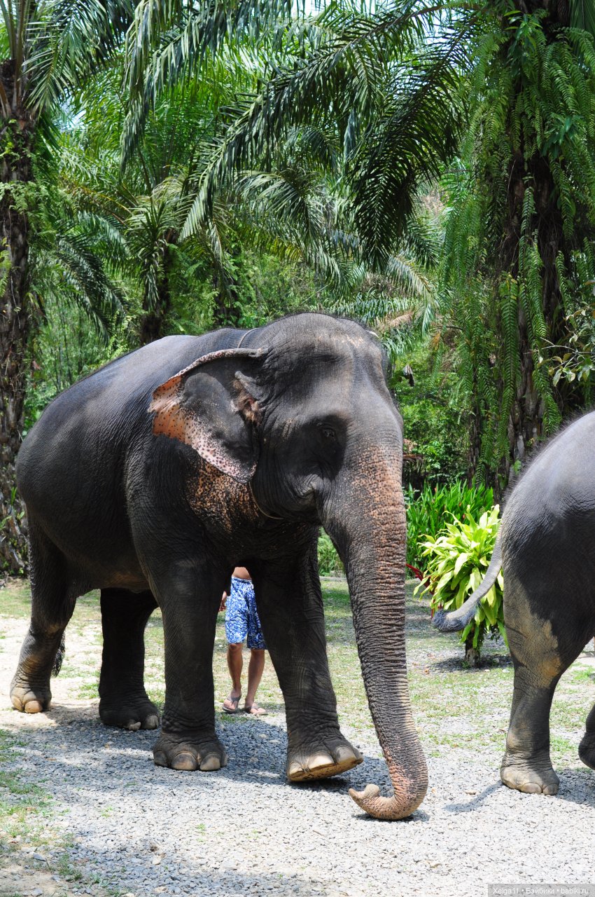 Holala Peter в Тайланде — Куклы Holala (Холала) от Jenny Fairytown: Pipita