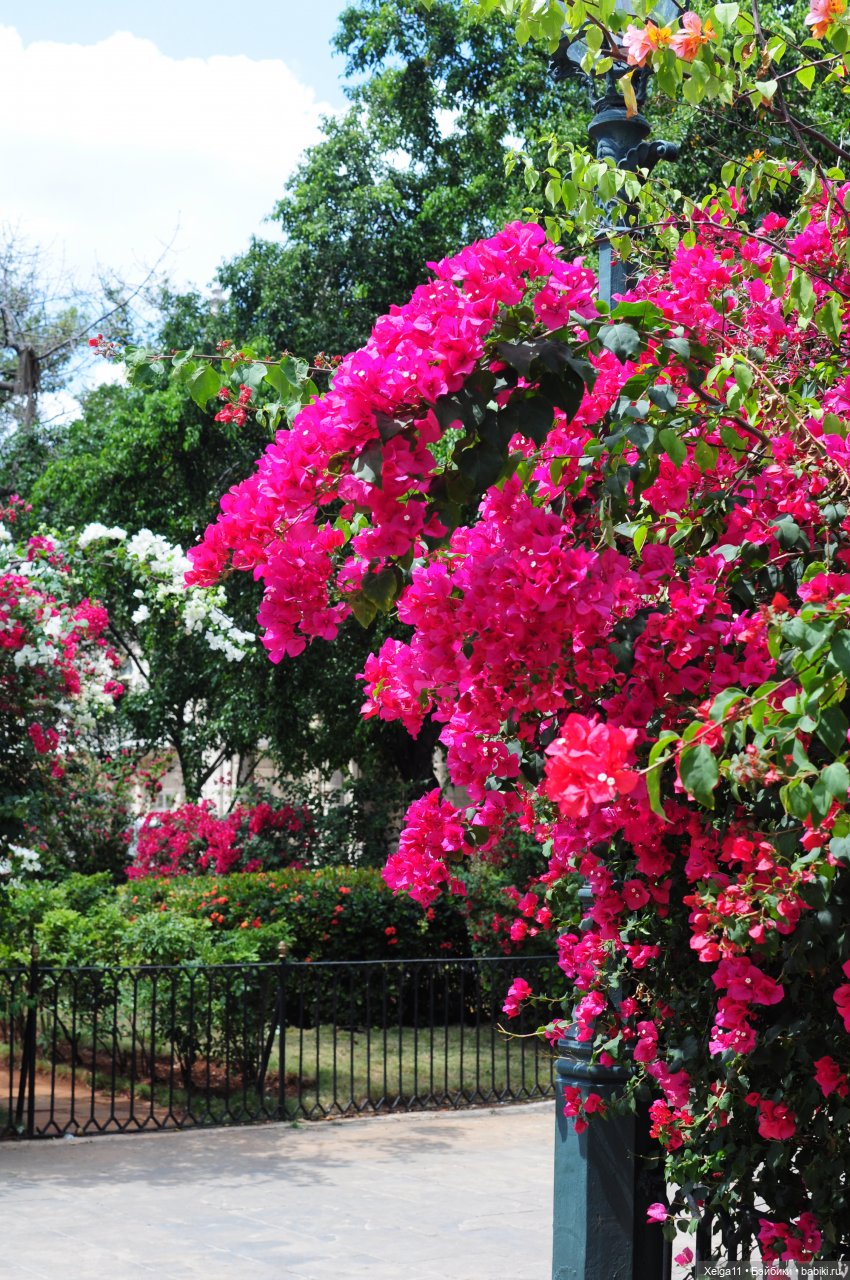 Отпуск с Pututu и Holala Chico на Кубе