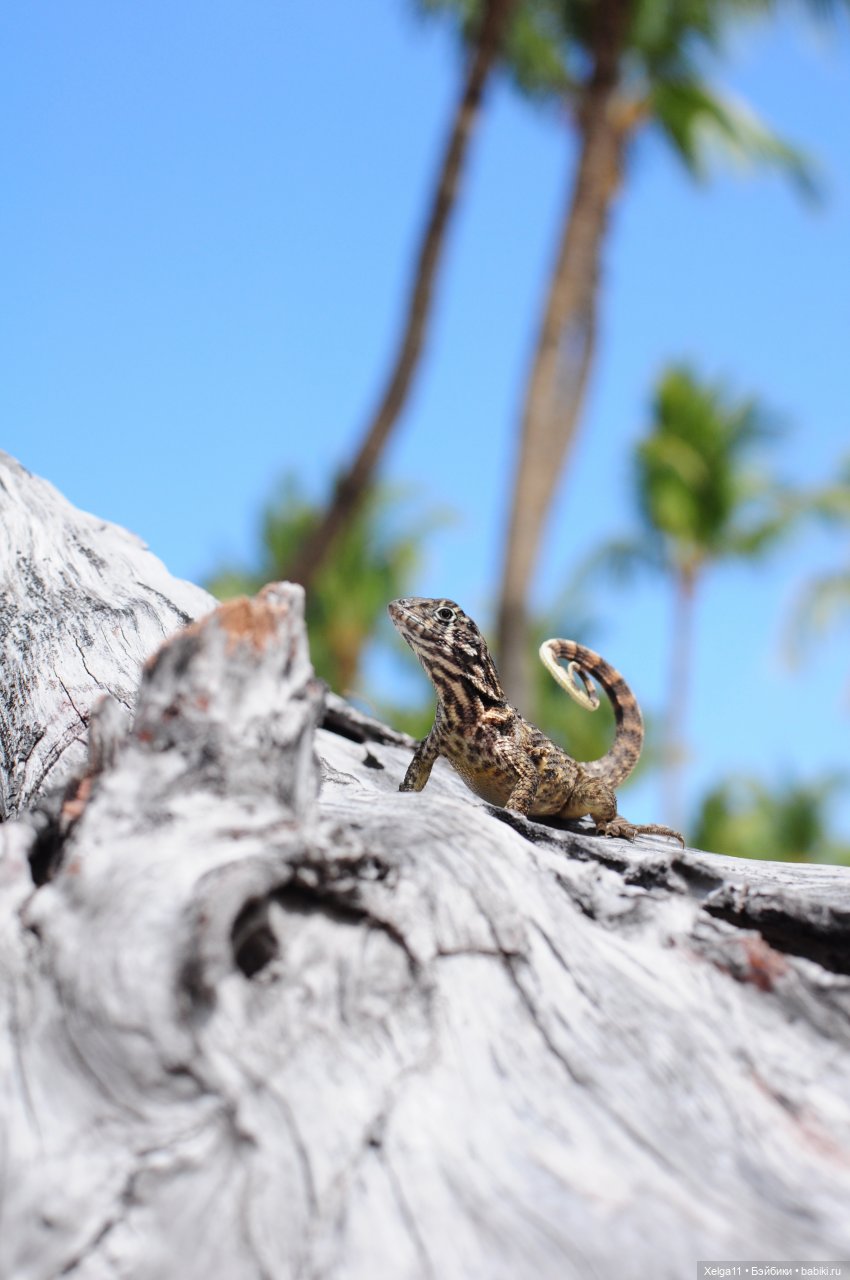 Отпуск с Pututu и Holala Chico на Кубе