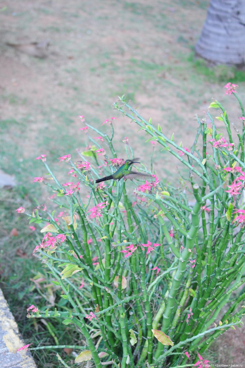 Отпуск с Pututu и Holala Chico на Кубе