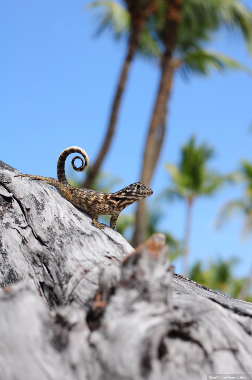 Отпуск с Pututu и Holala Chico на Кубе