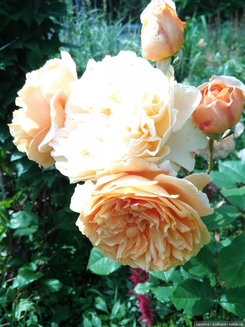 Цветут все лето)