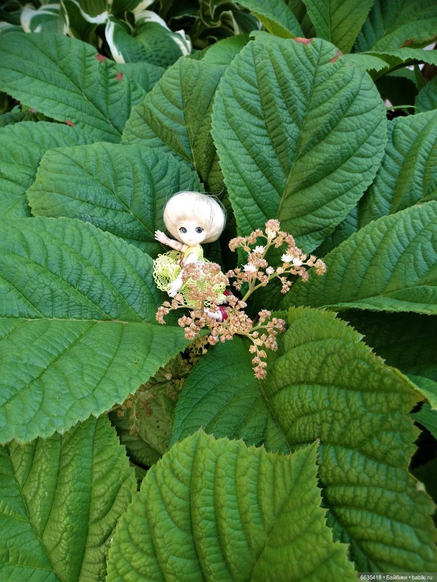 Эльфийка КУЭ в летнем саду