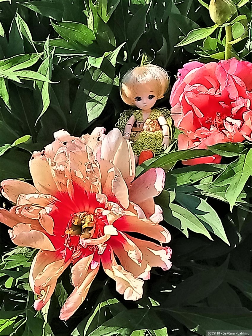 Эльфийка КУЭ в летнем саду