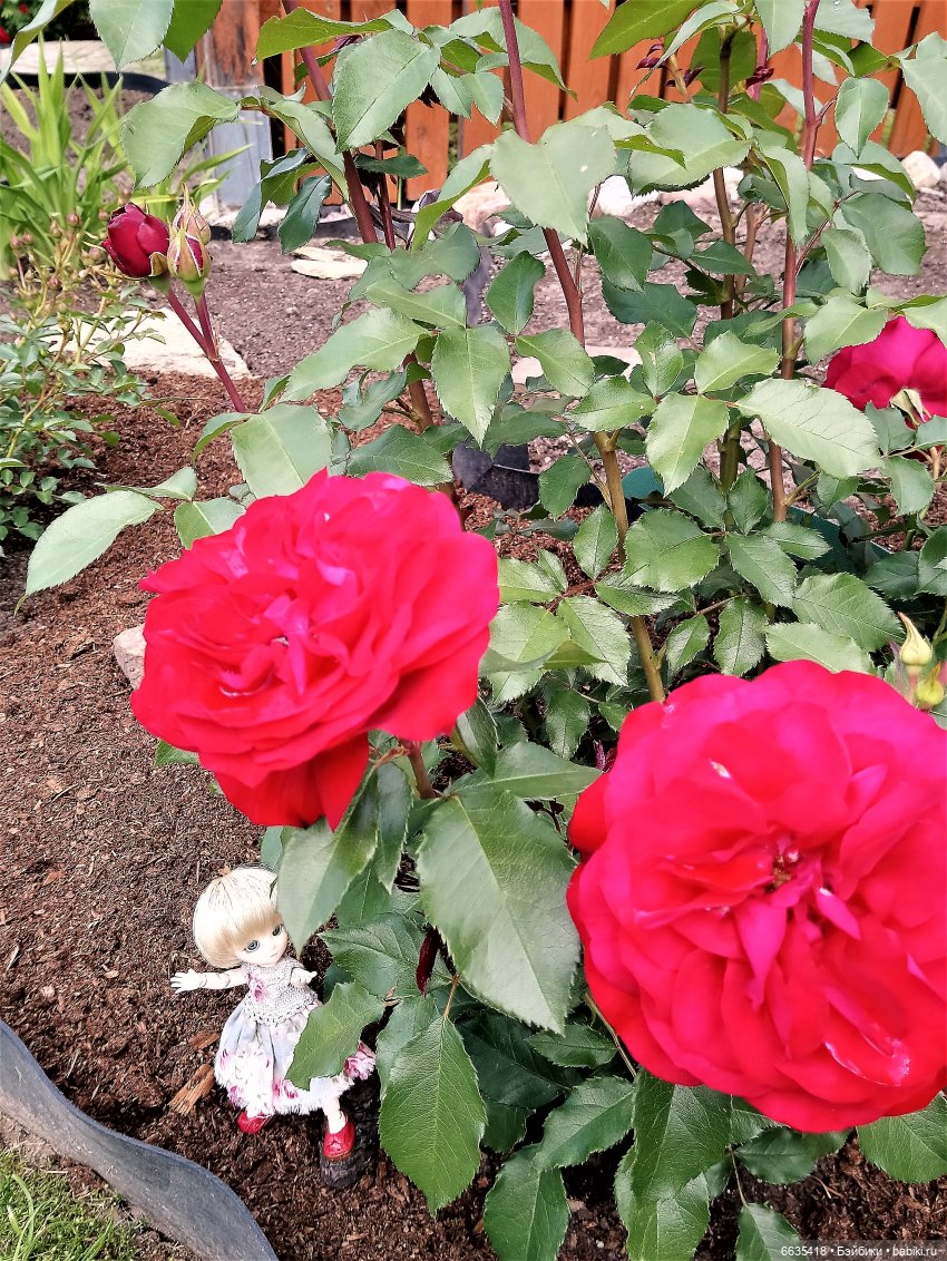 Прогулка на стрекозе — Фотоистории с куклами BJD (БЖД): сериалы