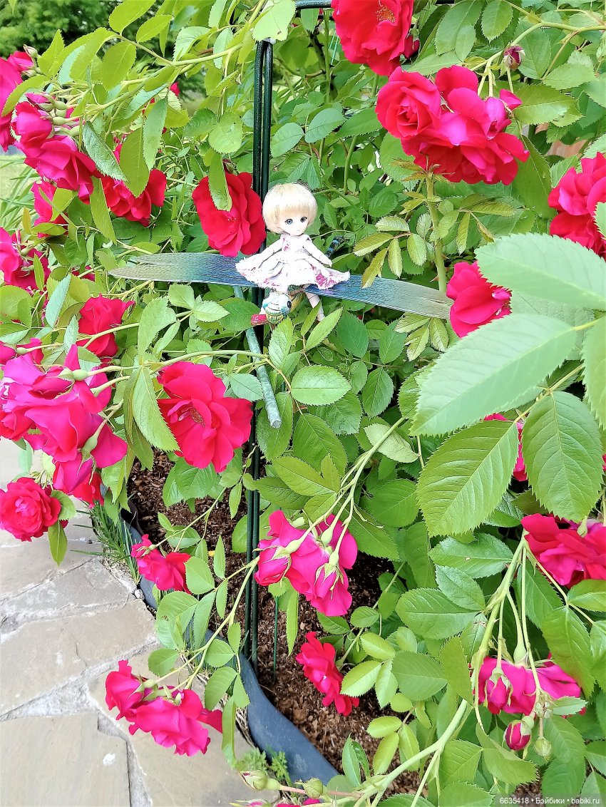 Прогулка на стрекозе — Фотоистории с куклами BJD (БЖД): сериалы (фото 3)