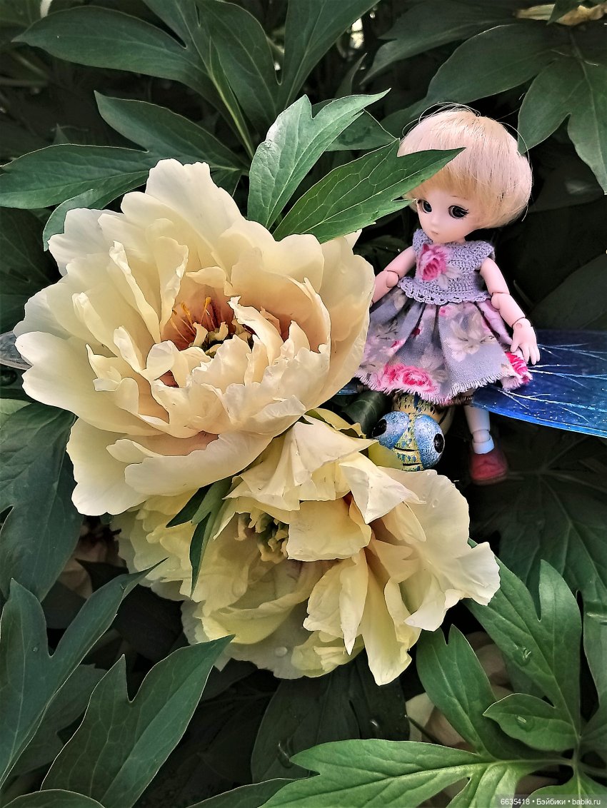 Прогулка на стрекозе — Фотоистории с куклами BJD (БЖД): сериалы