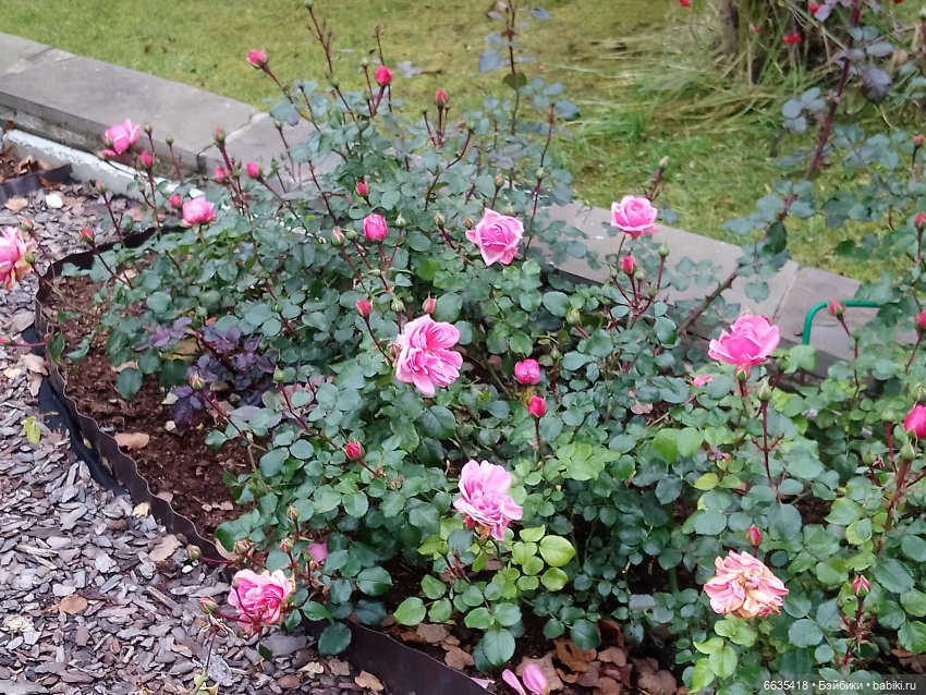 Мои времена года — Болталка и разговоры обо всем: жизнь (фото 8)