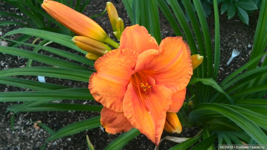 Мои времена года — Болталка и разговоры обо всем: жизнь