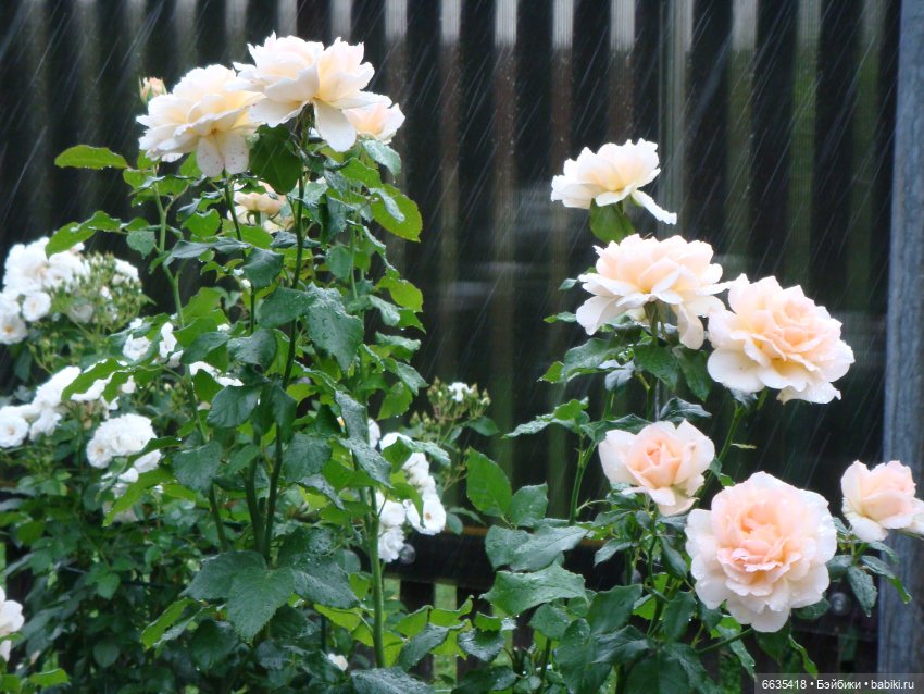 Мои времена года — Болталка и разговоры обо всем: жизнь