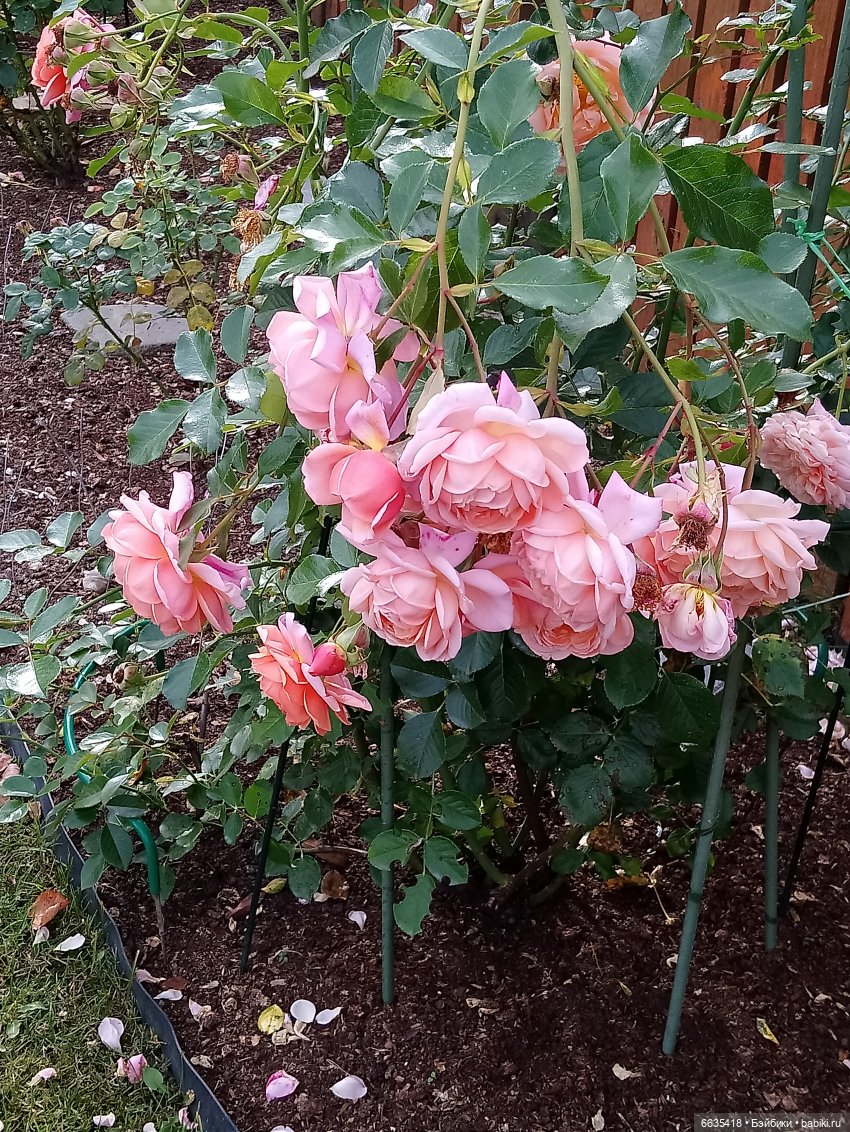 Мои времена года — Болталка и разговоры обо всем: жизнь (фото 5)