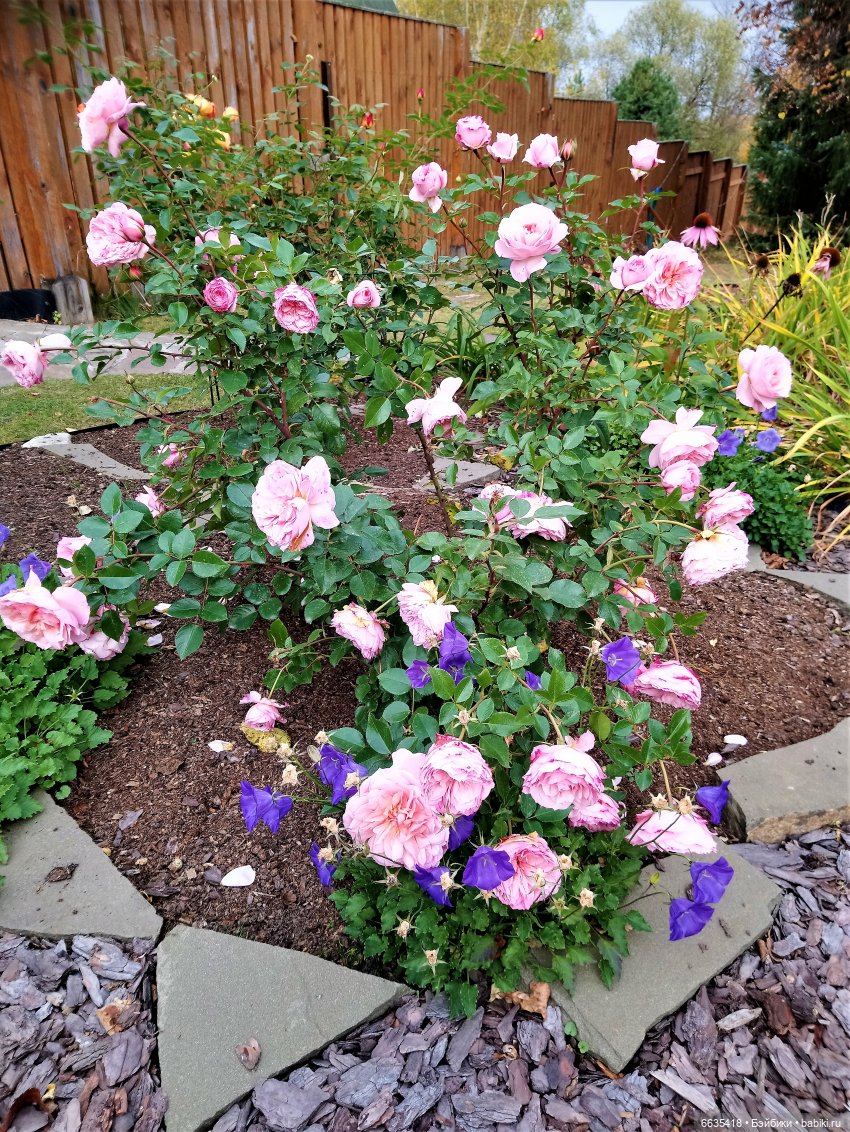 Мои времена года — Болталка и разговоры обо всем: жизнь (фото 7)