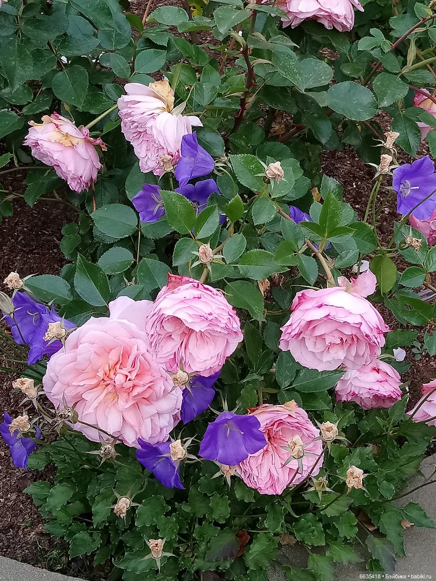 Мои времена года — Болталка и разговоры обо всем: жизнь (фото 6)