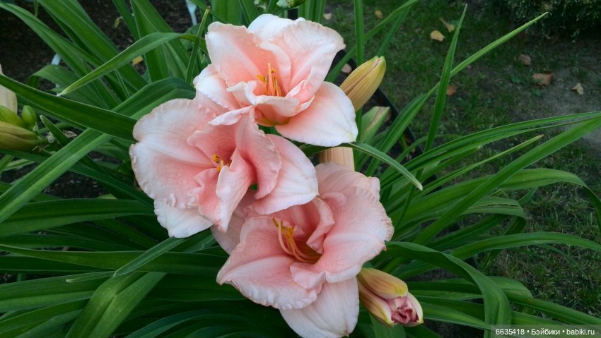 Мои времена года — Болталка и разговоры обо всем: жизнь