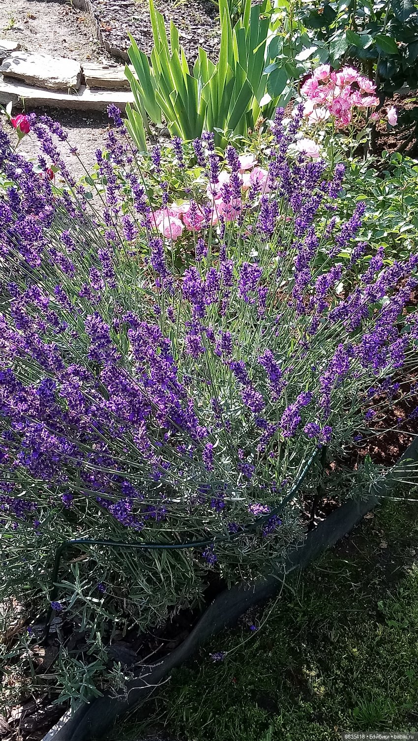 Ребята и «Лавандята» — Болталка и разговоры обо всем: жизнь