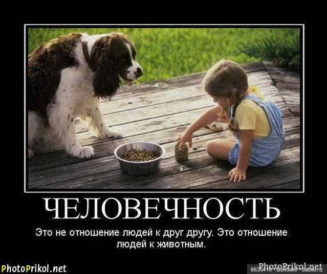 Пока собаки есть на свете будут счастливы все дети (фото 7)