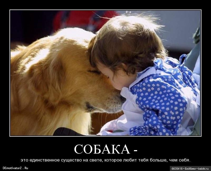 Пока собаки есть на свете будут счастливы все дети (фото 3)