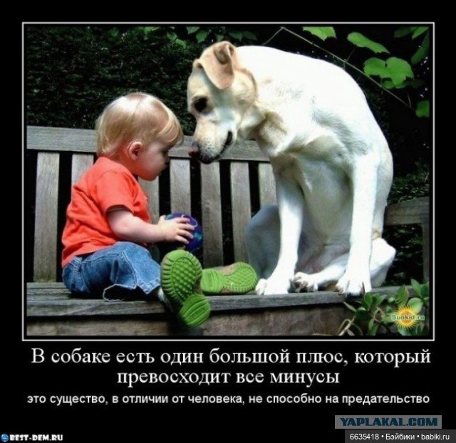Пока собаки есть на свете будут счастливы все дети (фото 6)