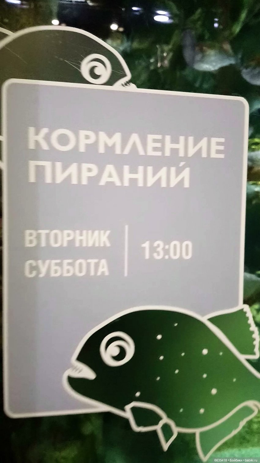 Московский океанариум на ВДНХ - Москвариум. Часть 1 «Аквариум» - Разное.  Интересное | Бэйбики - 227917