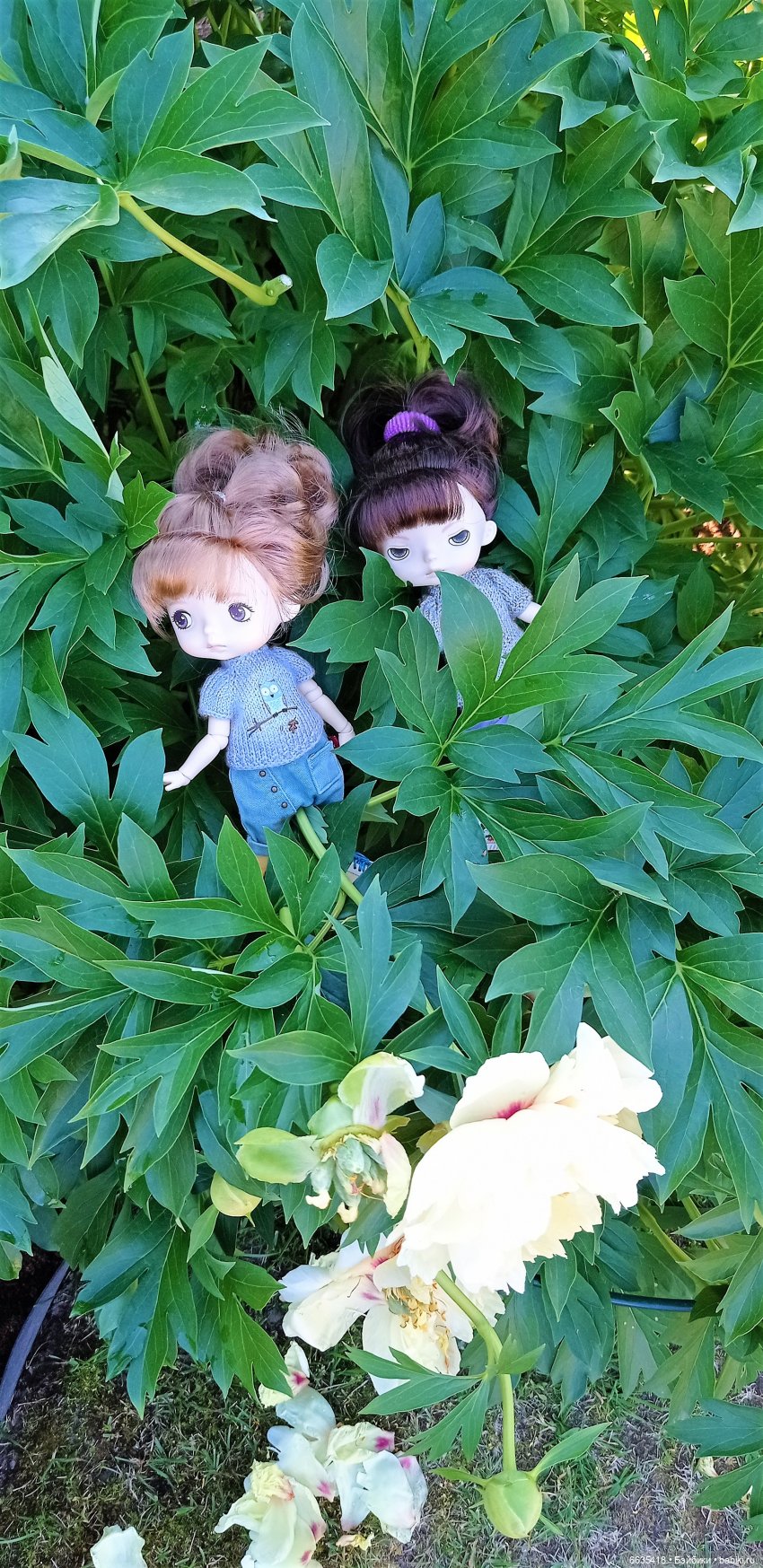 Летний сад глазами Майи и Жульки | Бэйбики Летний сад глазами Майи и Жульки (фото 8)