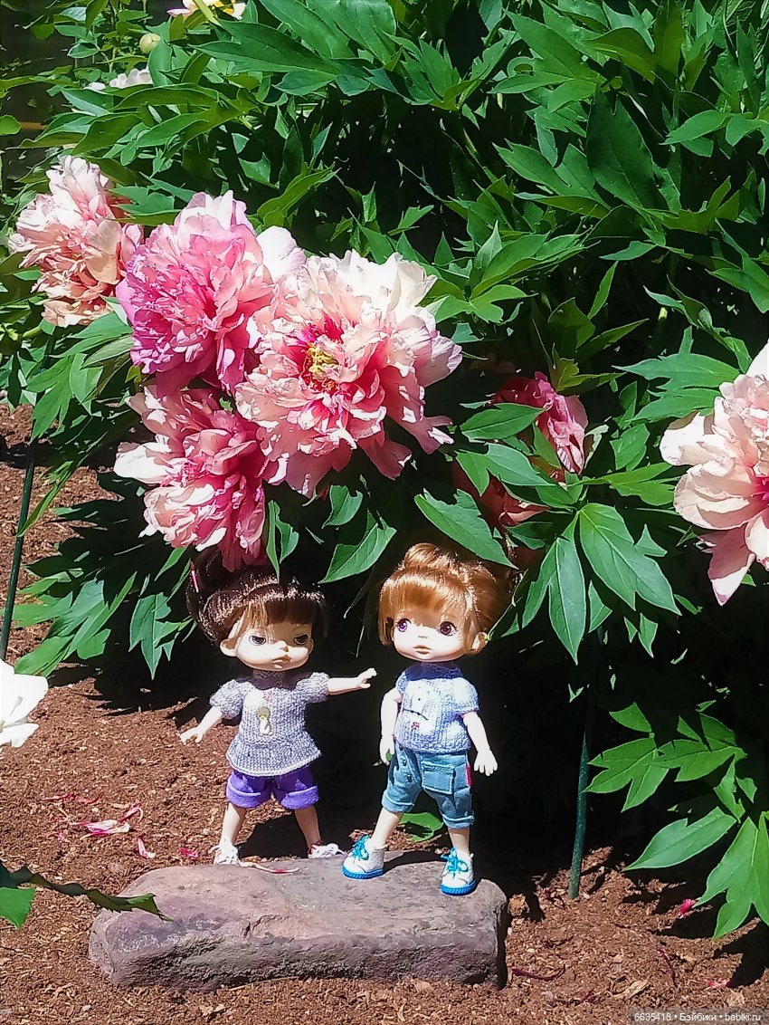 Летний сад глазами Майи и Жульки | Бэйбики Летний сад глазами Майи и Жульки