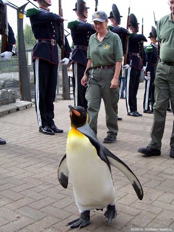 Пингвин - бригадный генерал Королевской гвардии Норвегии (фото 9)