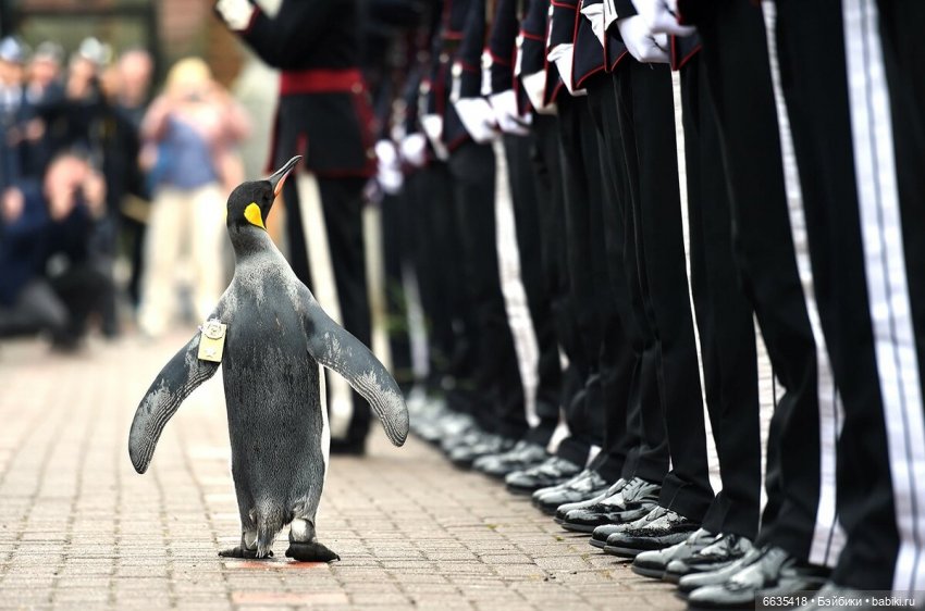 Пингвин - бригадный генерал Королевской гвардии Норвегии (фото 8)
