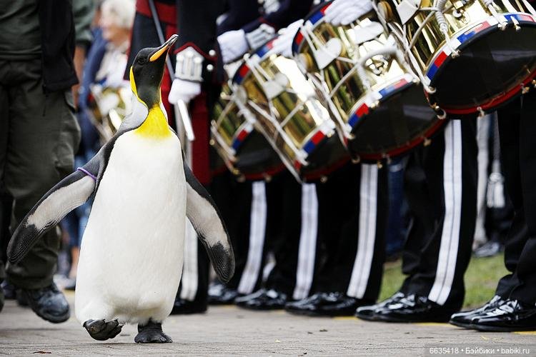 Пингвин - бригадный генерал Королевской гвардии Норвегии (фото 3)