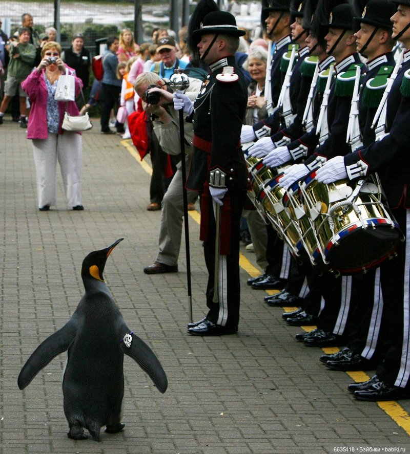 Пингвин - бригадный генерал Королевской гвардии Норвегии (фото 2)