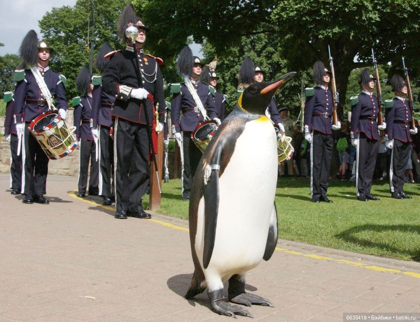 Пингвин - бригадный генерал Королевской гвардии Норвегии