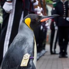 Пингвин - бригадный генерал Королевской гвардии Норвегии