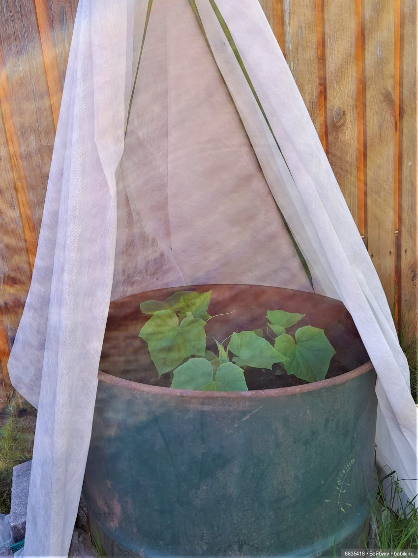 Как Антон и Филипп гуляли в саду