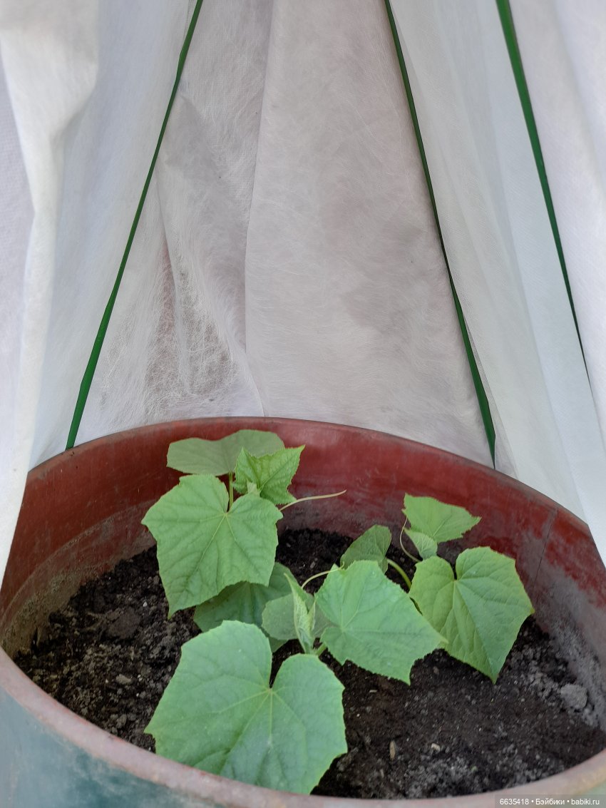 Как Антон и Филипп гуляли в саду