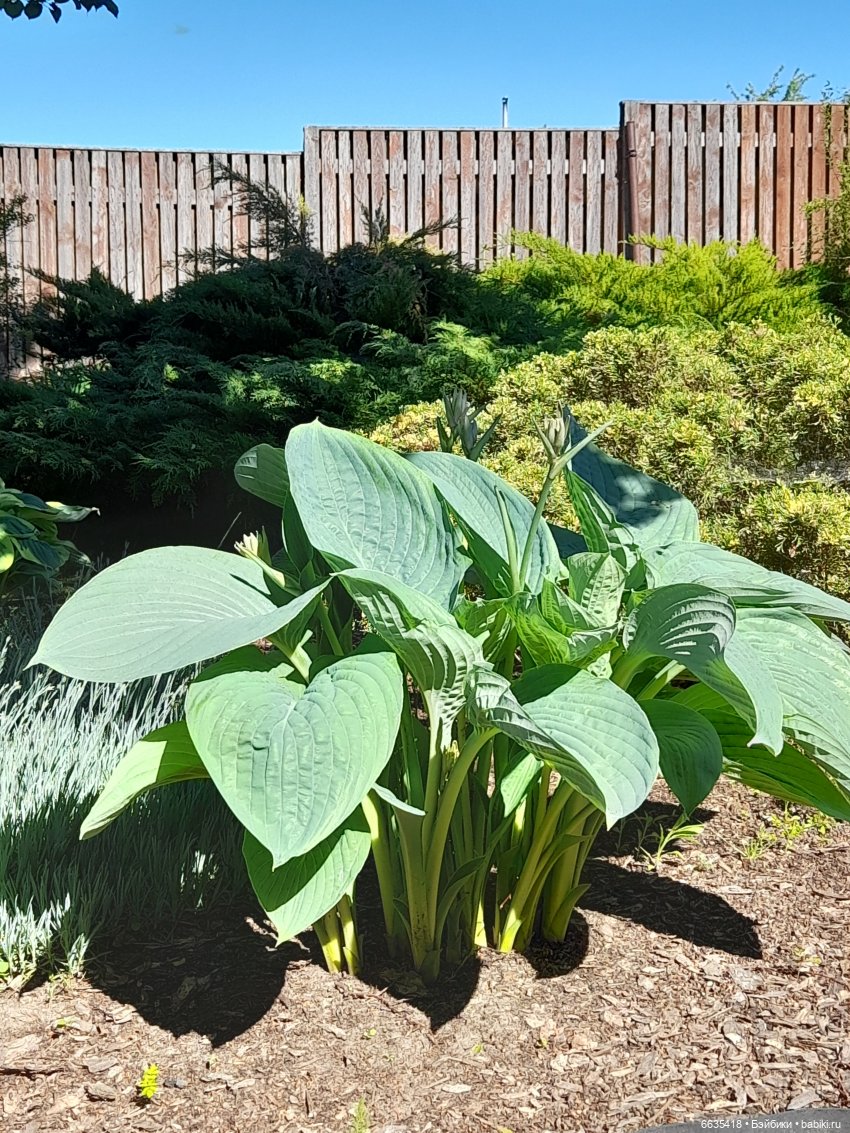 Как Антон и Филипп гуляли в саду