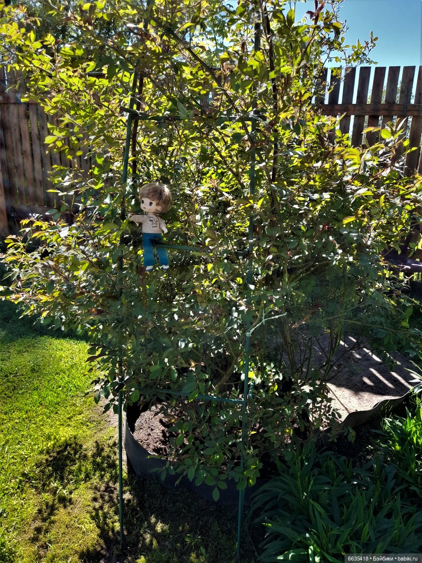 Как Антон и Филипп гуляли в саду (фото 7)