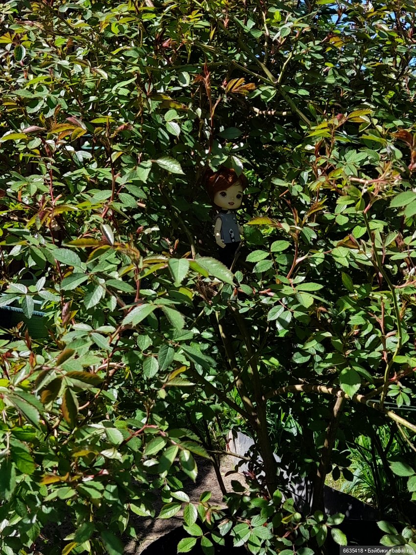 Как Антон и Филипп гуляли в саду (фото 9)