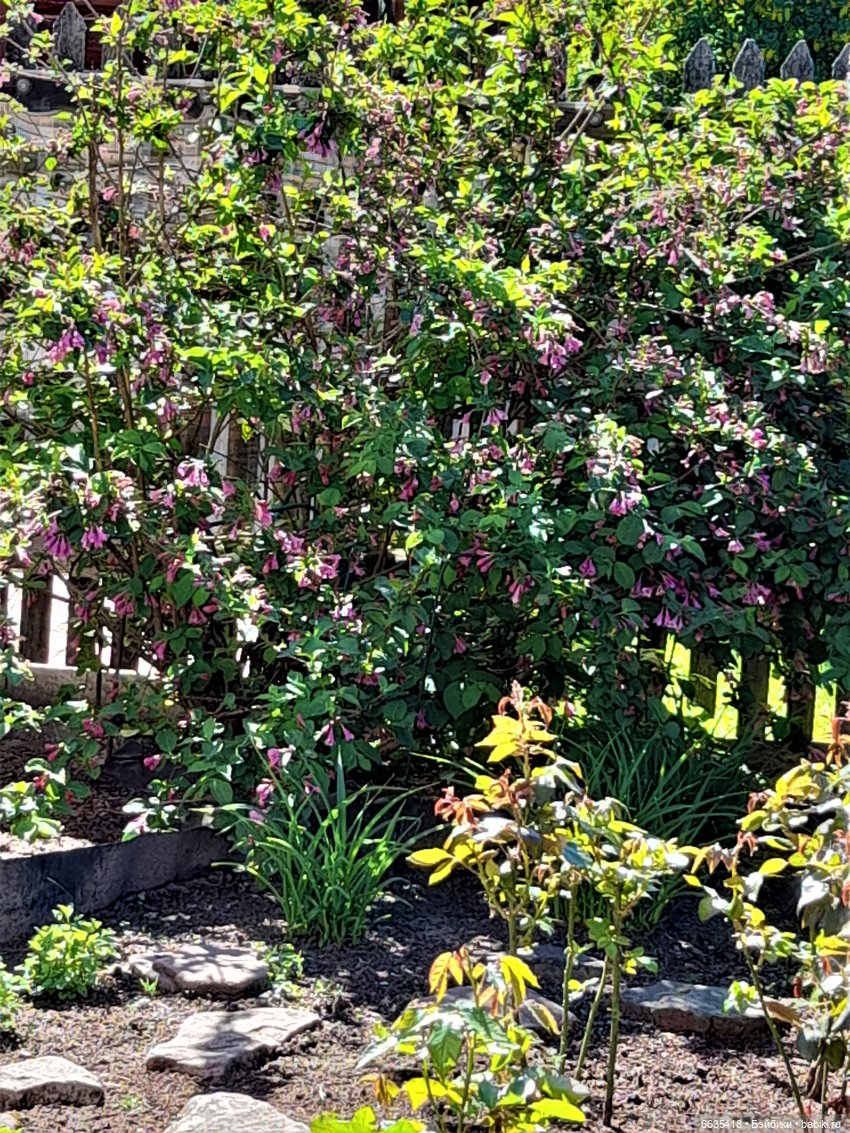 Как Антон и Филипп гуляли в саду