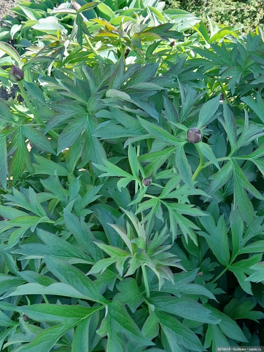 Как Антон и Филипп гуляли в саду