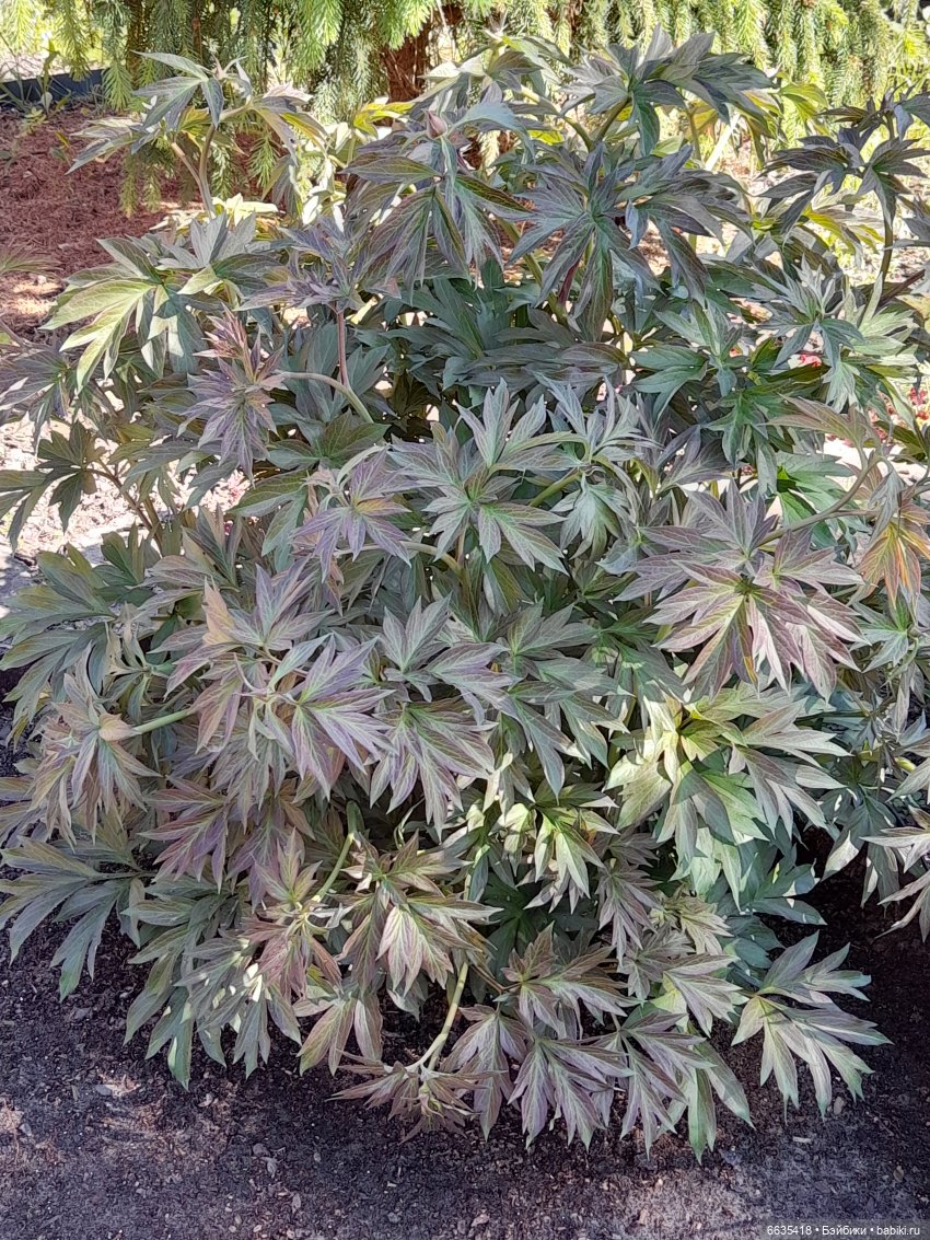 Как Антон и Филипп гуляли в саду