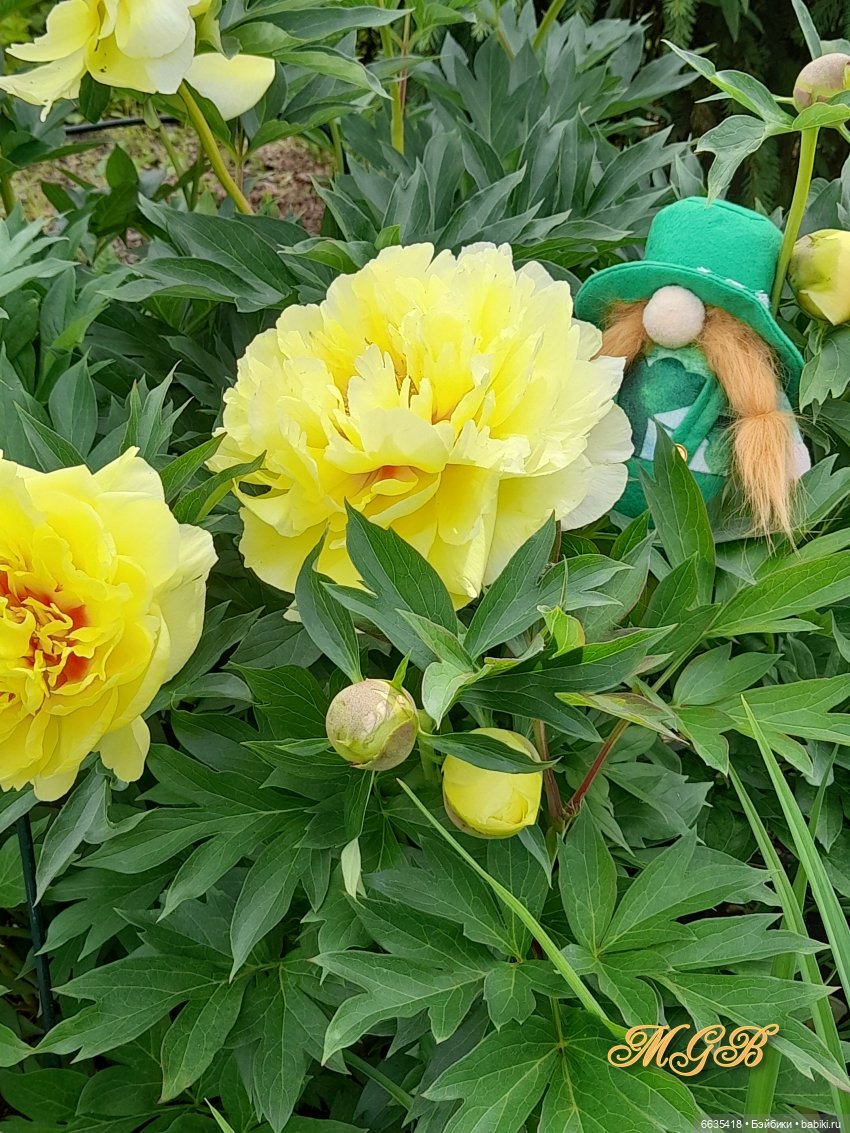 О том, как гуляли лесные гномы в саду