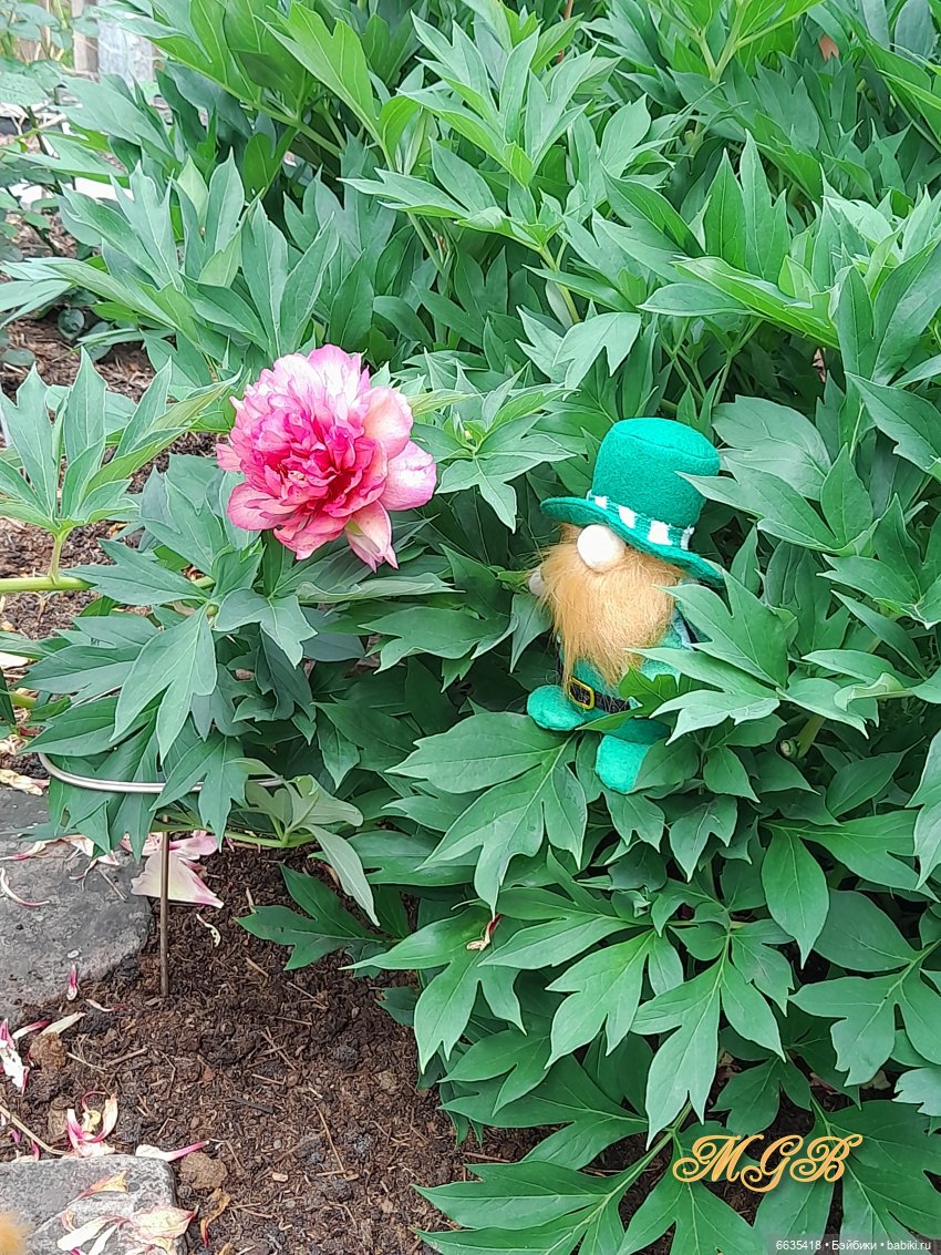 О том, как гуляли лесные гномы в саду