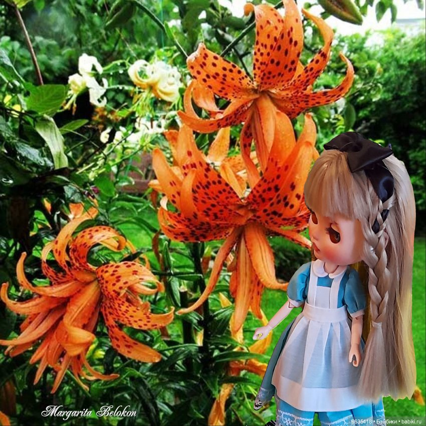 "Алиса в Зазеркалье" ГЛАВА II. САД ЖИВЫХ ЦВЕТОВ (фото 5)