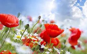 Красные маки — Куклы Paola Reina (Паола Рейна): новинки (фото 9)