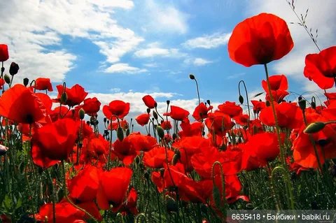 Красные маки — Куклы Paola Reina (Паола Рейна): новинки (фото 8)